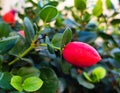 Miracle berry Synsepalum Dulcificum on the branch