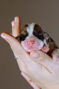 Miracle of birth. Newborn Welsh corgi puppy sleeps sweetly and serenely on palms of his mistress. Brown background.