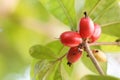 Miracle fruit Royalty Free Stock Photo