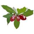 Miracle fruit of red berries, syncepalum Royalty Free Stock Photo