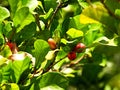 Miracle Fruit tree Synsepalum dulcificum also known as Miracle Berry, Miraculous Berry, Sweet Berry