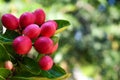 Red Miracle fruit on the tree with green leaves, isolated with blurred background.