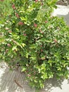 Miracle fruit & x28;SYNSEPALUM DULCIFICUM & x29;