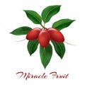 Miracle fruits on branch Royalty Free Stock Photo