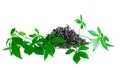 Miracle grass, Southern ginseng, Gynostemma pentaphyllum, Five Leaves Ginseng, Herb of Immortality on White