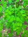 Miracle Moringa in Sri Lanka Royalty Free Stock Photo