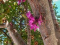 Miracle of nature - purple flowers growing straight from a tree trunk. .Close-up of spring blossom of Eastern Redbud, or Eastern R Royalty Free Stock Photo