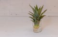 The Miracle of Plant Propagation in a Glass - From Pineapple Top to Root System in a Glass of Water Royalty Free Stock Photo