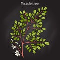 Miracle tree Moringa oleifera , medicinal plant.