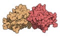 Miraculin miraculin-like protein from Murraya koenigii or curry tree. Miraculin is a protein with sweetening properties,.