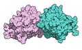 Miraculin miraculin-like protein from Murraya koenigii or curry tree. Miraculin is a protein with sweetening properties,.