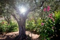 Miraculous heavenly light in Gethsemane garden, the place where Jesus was betrayed. Jerusalem, Israel