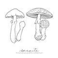 Miraculous plant. Amanita mushroom. Royalty Free Stock Photo