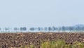 Mirage above farmland in scorching heat