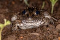Miranda White-lipped Frog Royalty Free Stock Photo