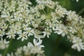 Mirid Bug - Grypocoris stysi Royalty Free Stock Photo