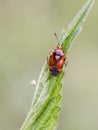 Mirid bug on a leaf Royalty Free Stock Photo