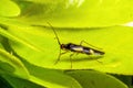 Mirid or Capsid Bug - Dryophilocoris flavoquadrimaculatus