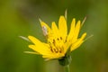 Miridae bug on a yellow flower Royalty Free Stock Photo