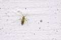 Miridae stinkbug Royalty Free Stock Photo