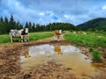 Herd of cows from Apuseni mountains from Romania Royalty Free Stock Photo