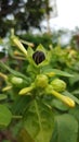 Mirilis Jalapa is Perfect Seeds and Petals Color Combination