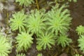 Miriophyllum plants Royalty Free Stock Photo