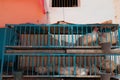 Mirleft, Morocco - close-up of two-storey chicken cage in a public market. White roosters on top level, white hens at the bottom. Royalty Free Stock Photo