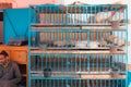 Mirleft, Morocco - multilevel chicken cage in a public market. White roosters on top, white hens below. Poultry for sale. Royalty Free Stock Photo