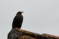 Mirlo looking for food on a thatched roof.