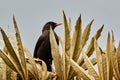 Mirlo looking for food on a thatched roof.