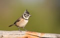 Mirlona warbler Royalty Free Stock Photo