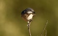 mirlona warbler observes on a twig