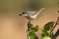 Mirlona warbler perches on a twig