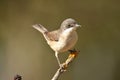 Mirlona warbler rests on a tree branch