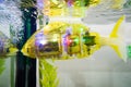 MIRO - first biometric aquarium robotic fish