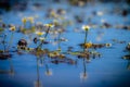 Water flower