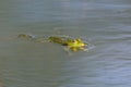 Mirorred green frog rana esculenta swimming on water surface Royalty Free Stock Photo