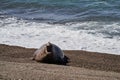 Mirounga Elephant seal lying on the rocky beach of the peninsula Vlades in Argentina. Royalty Free Stock Photo