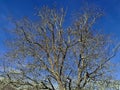 A mirriad branches reach up to the bright blue sky Royalty Free Stock Photo