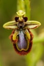 Mirror-bee orchid flower - Ophrys speculum Royalty Free Stock Photo