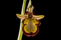 Mirror Bee Orchid (Ophrys speculum) Royalty Free Stock Photo