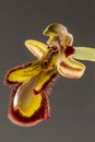 Mirror Bee Orchid (Ophrys speculum) Royalty Free Stock Photo