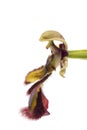Mirror Bee Orchid (Ophrys speculum) Royalty Free Stock Photo