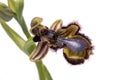 Mirror Bee Orchid (Ophrys speculum) Royalty Free Stock Photo