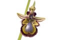 Mirror Bee Orchid (Ophrys speculum) Royalty Free Stock Photo