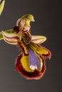 Mirror Bee Orchid (Ophrys speculum) Royalty Free Stock Photo