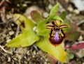 Mirror Bee Orchid overview - Ophrys speculum Royalty Free Stock Photo