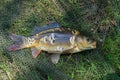 mirror carp on the background