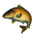 Mirror carp fish koi realism isolate illustration. Royalty Free Stock Photo